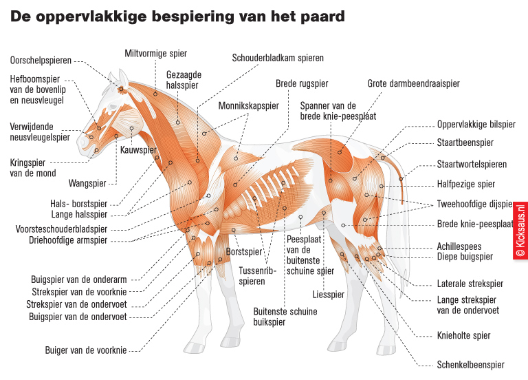 KICKSAUS_INFOGRAPHIC_BESPIERING_PAARD