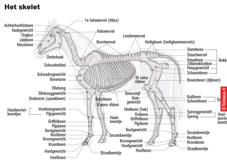 KICKSAUS_INFOGRAPHIC_SKELET_PAARD